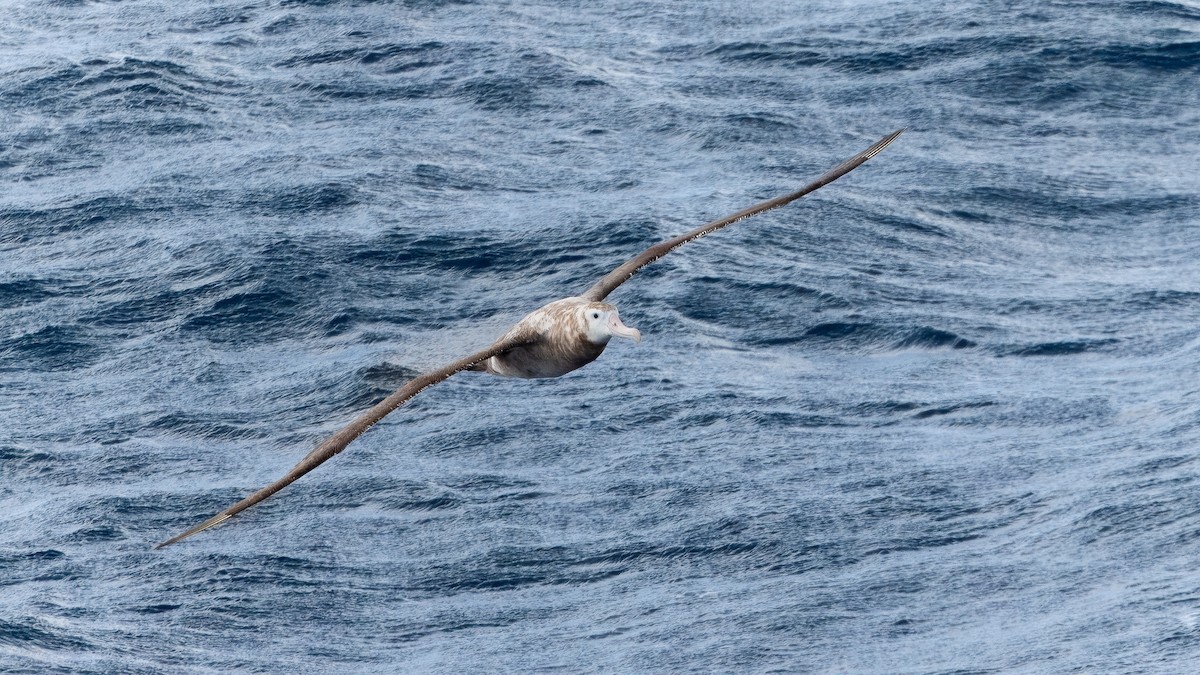 Tristan Albatross - ML633277931
