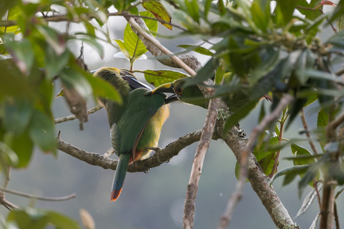 Southern Emerald-Toucanet - ML633277932