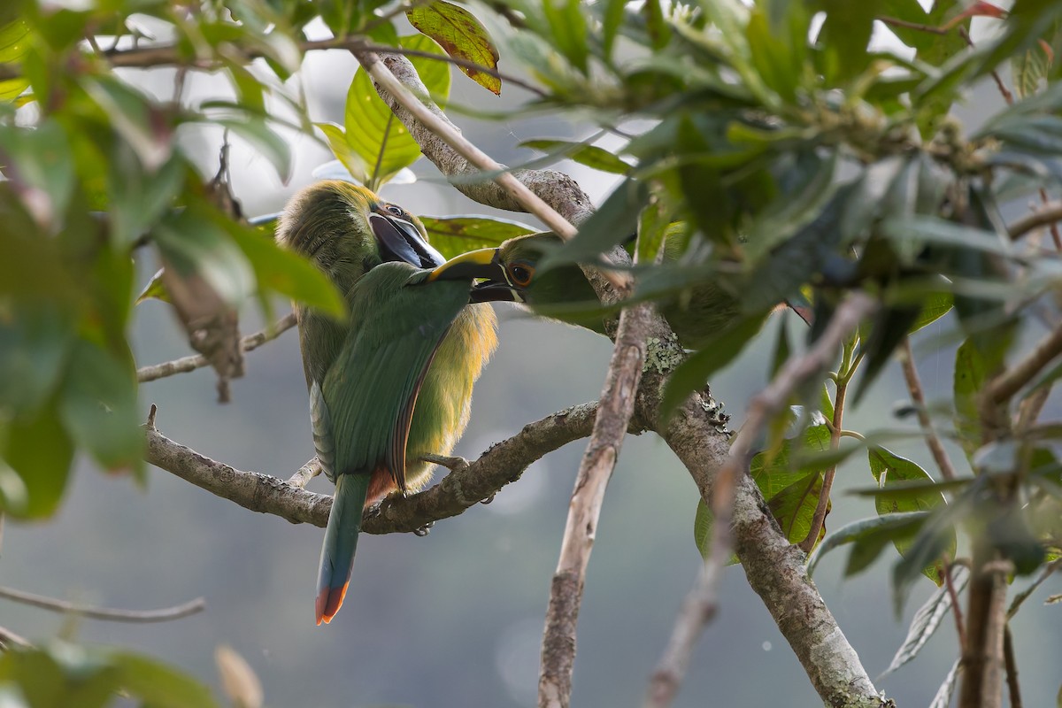 Southern Emerald-Toucanet - ML633277933