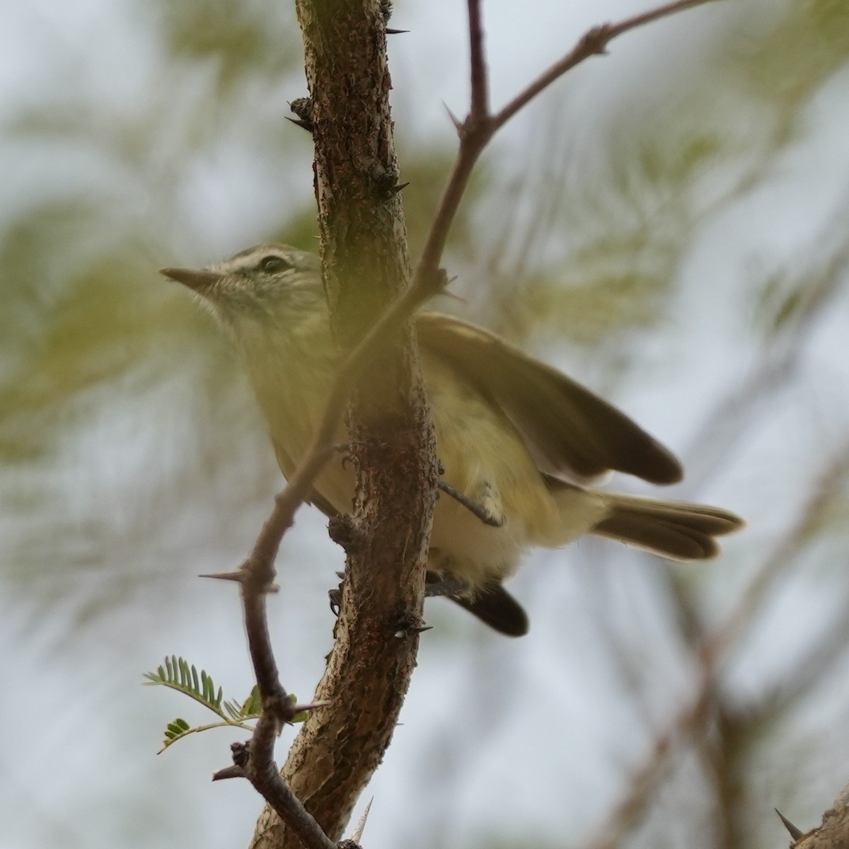 Slender-billed Tyrannulet - ML633277981