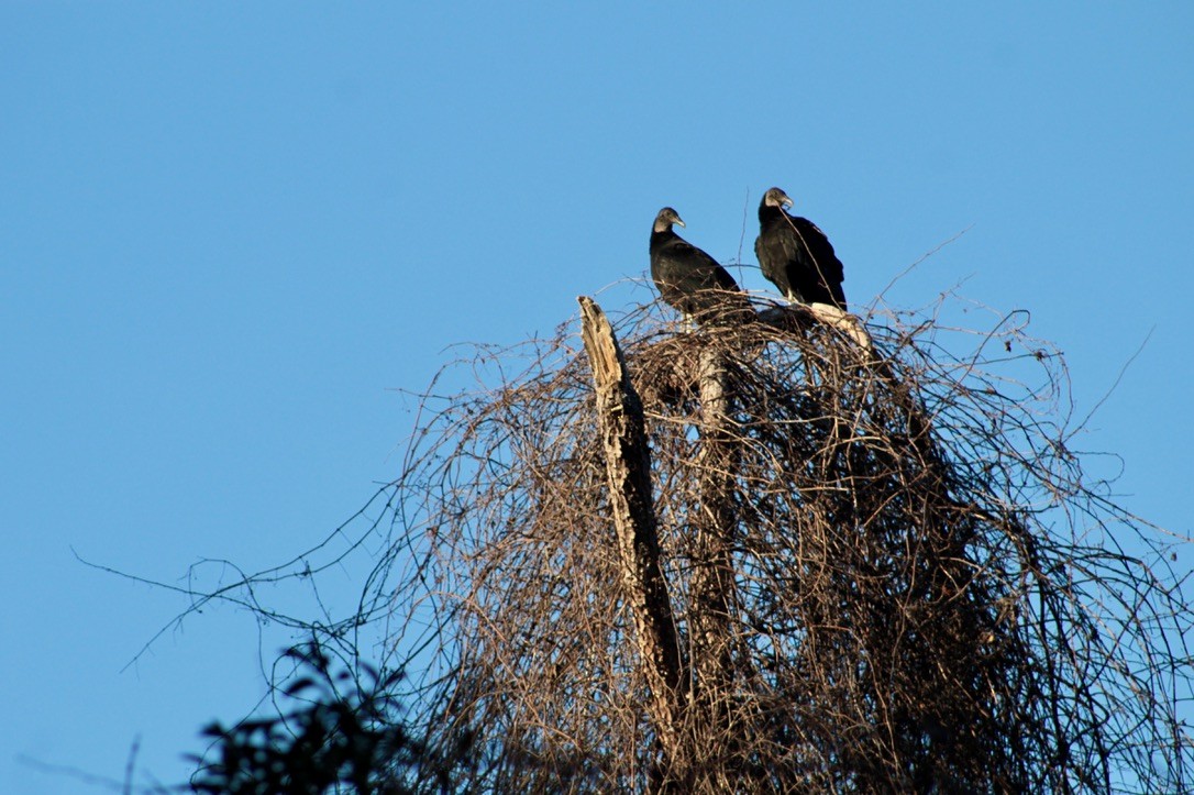Black Vulture - ML633278040