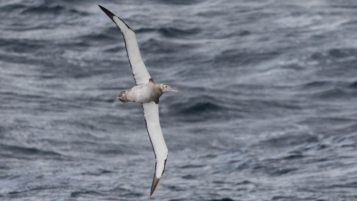 Tristan Albatross - ML633278071