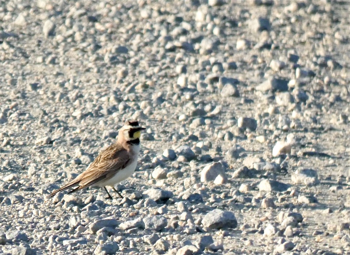 Horned Lark - ML633278084