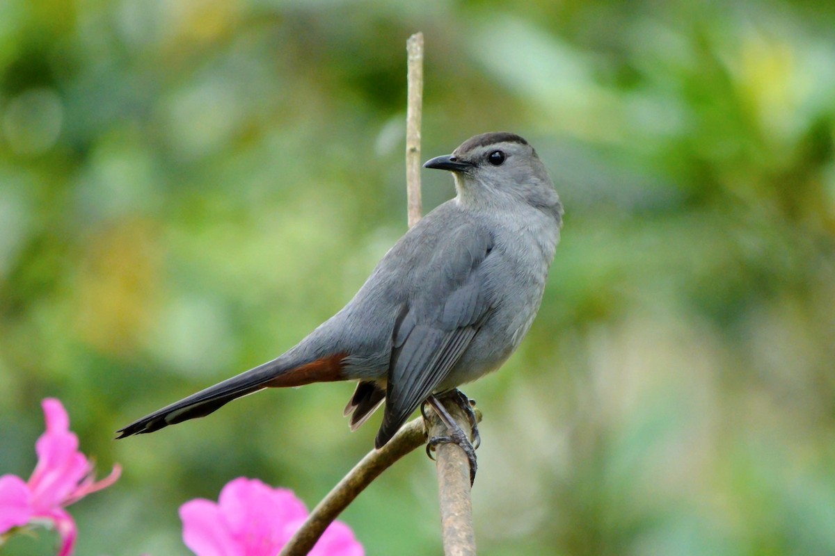 Gray Catbird - ML633278095