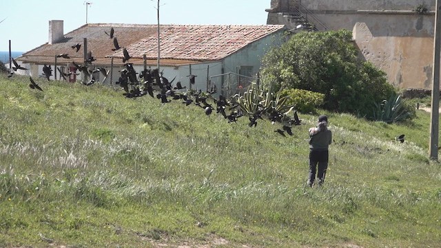 Küçük Karga - ML633278291