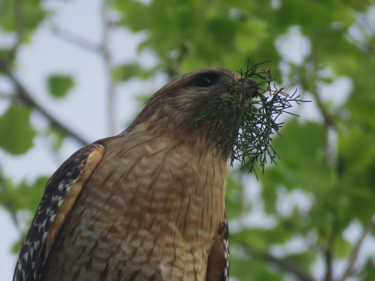 Red-shouldered Hawk - ML633278362