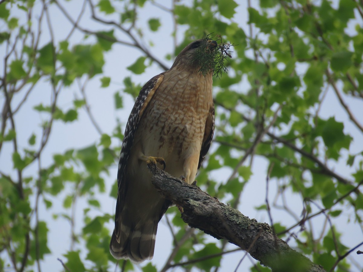 Red-shouldered Hawk - ML633278364