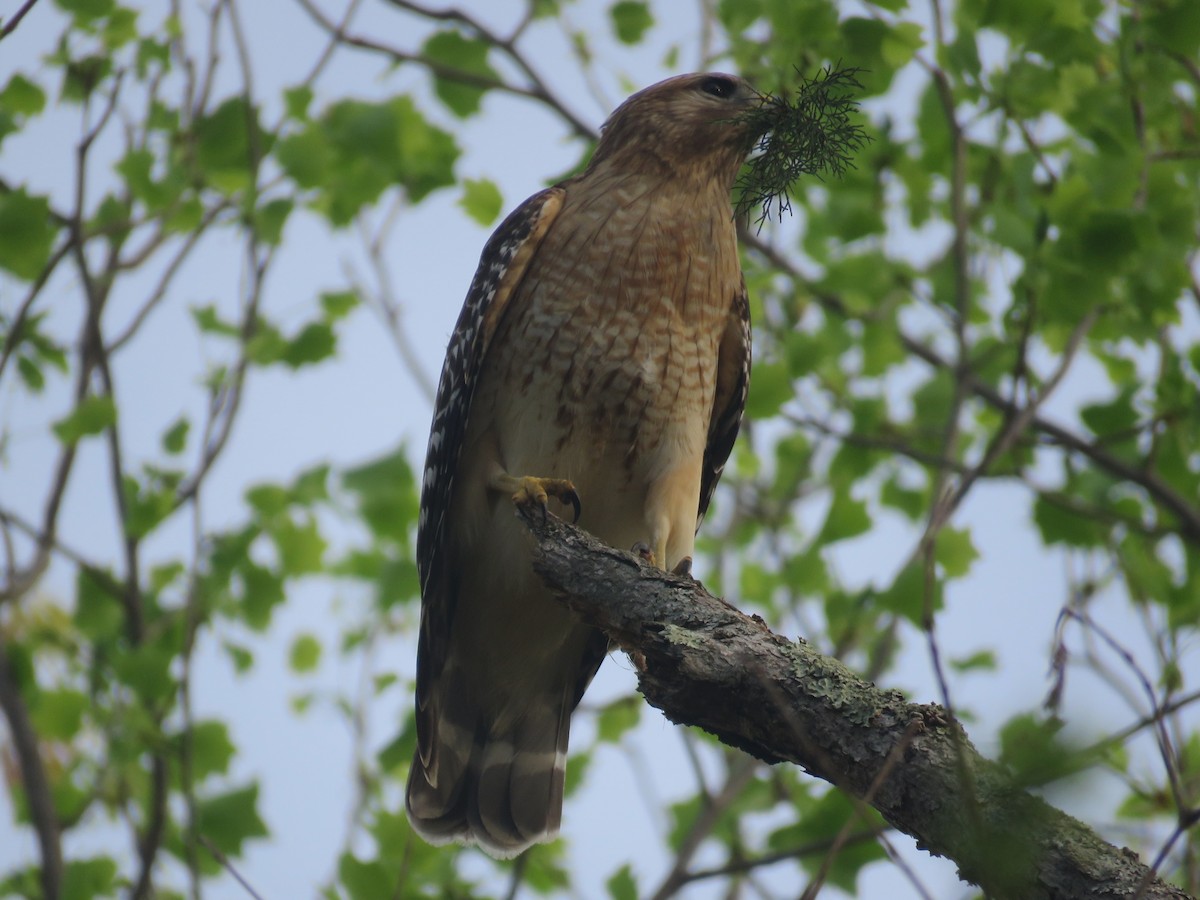 Red-shouldered Hawk - ML633278365