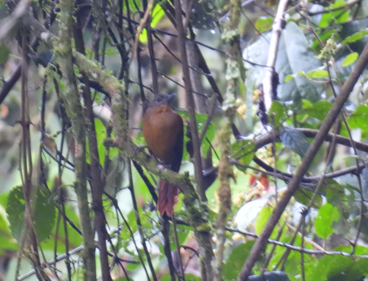 Streak-capped Treehunter - ML633278483