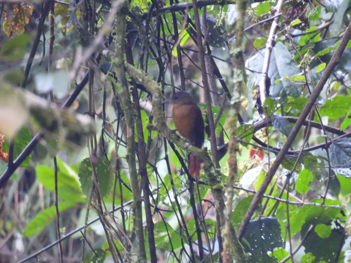 Streak-capped Treehunter - ML633278488