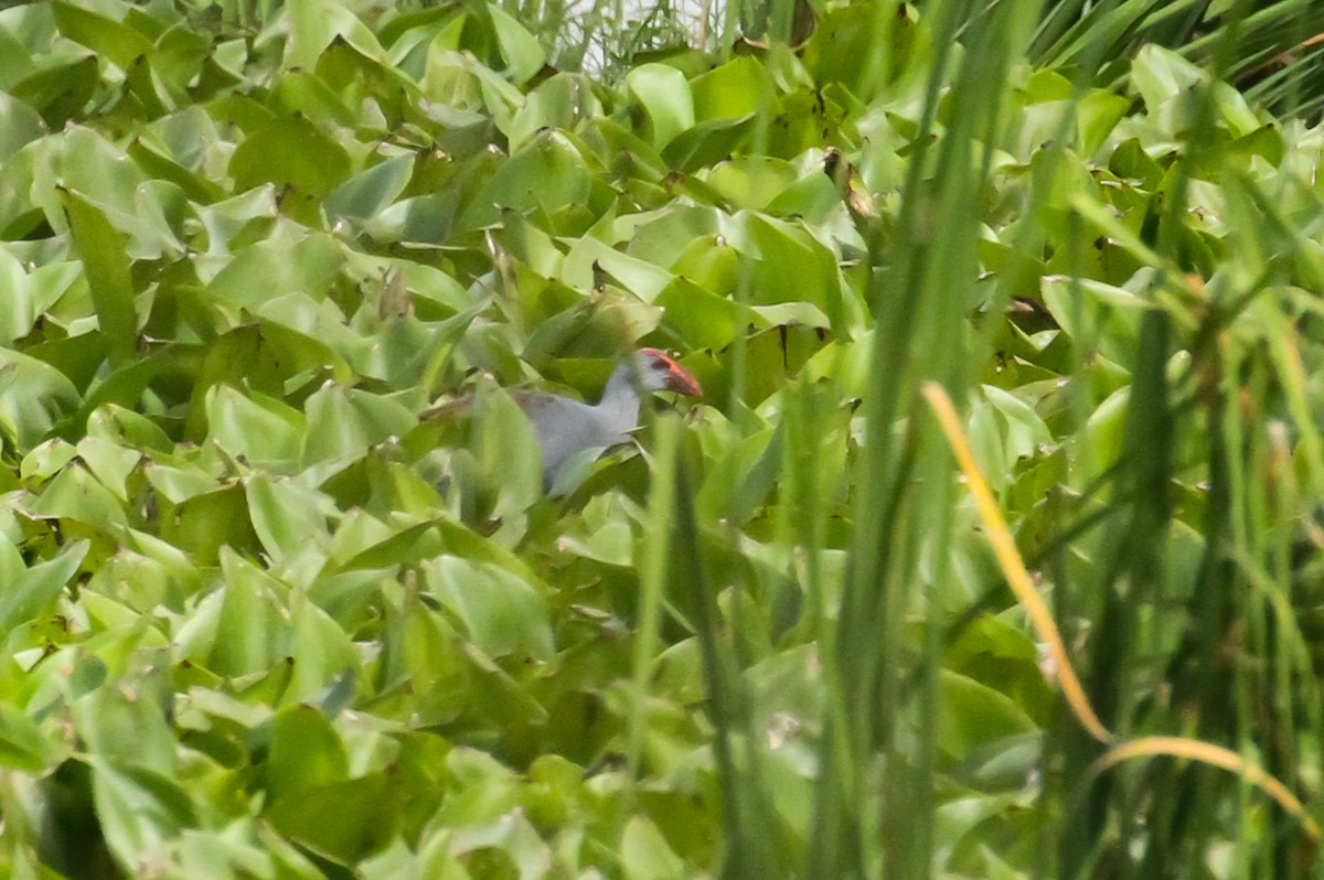 Philippine Swamphen - ML633278720