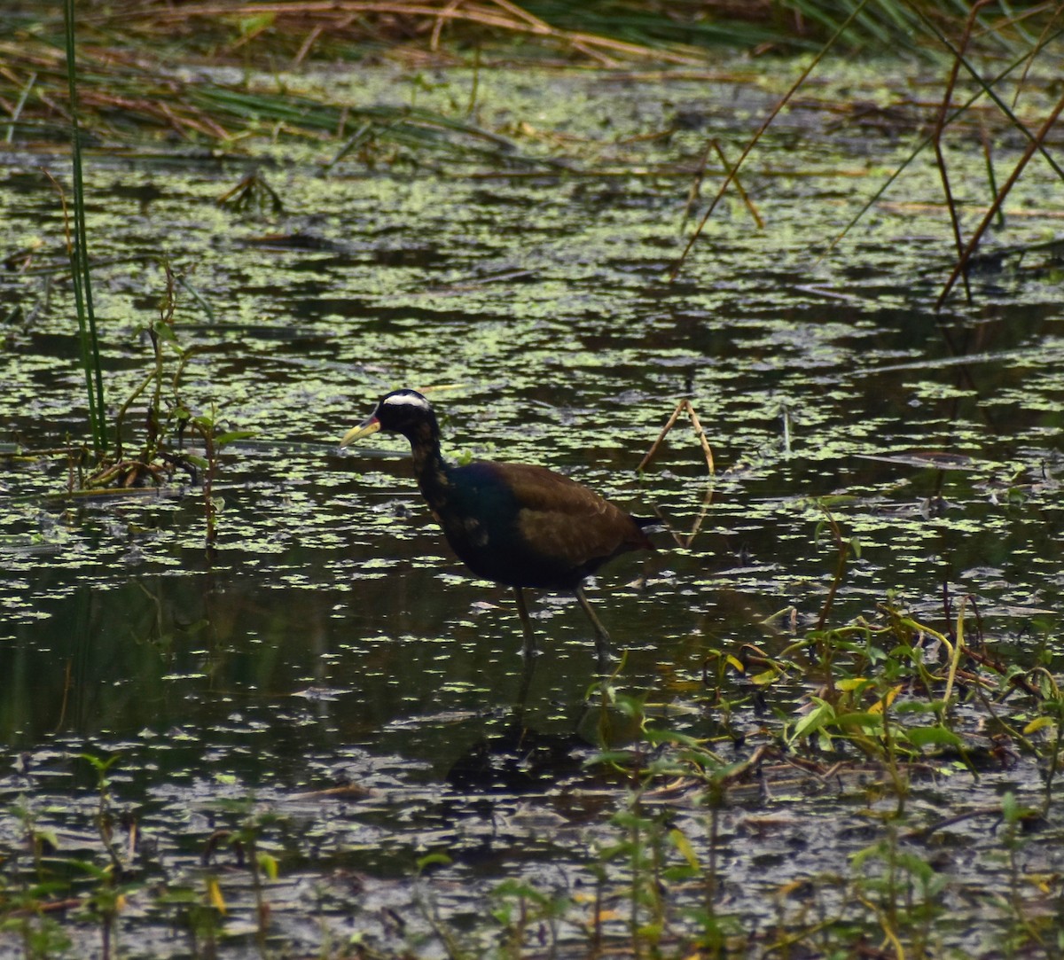Bronze-winged Jacana - ML633278775