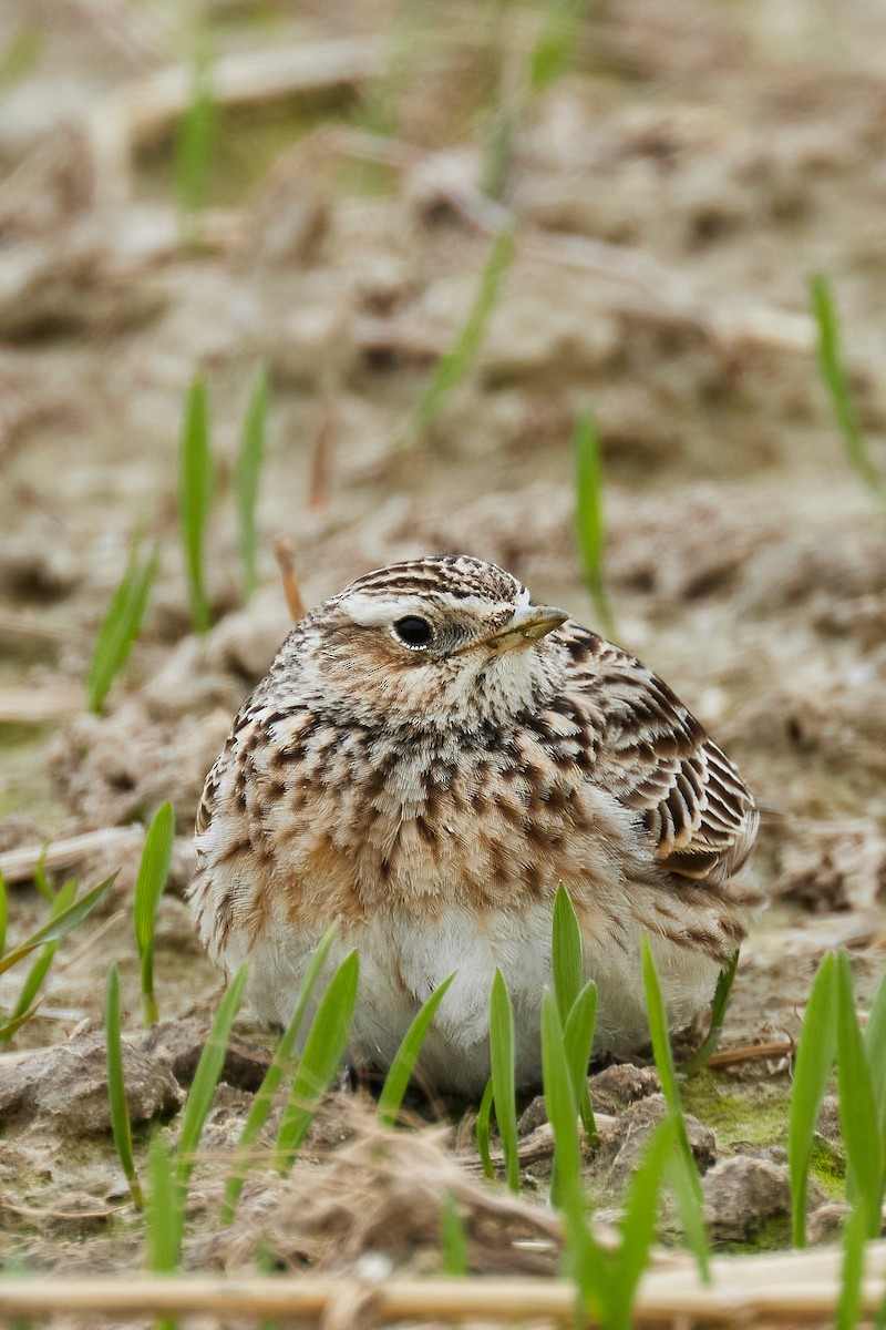 Eurasian Skylark - ML633278996