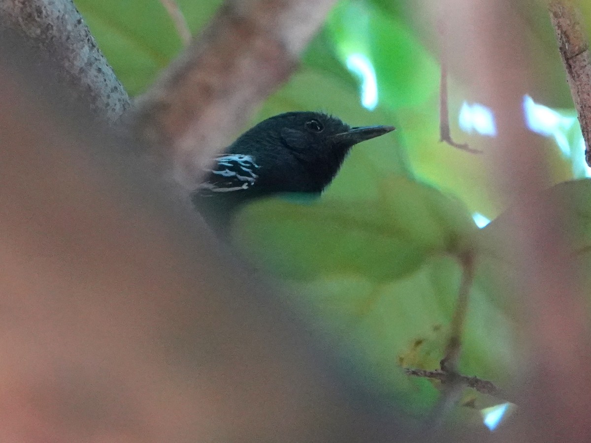 Rio Branco Antbird - ML633279175