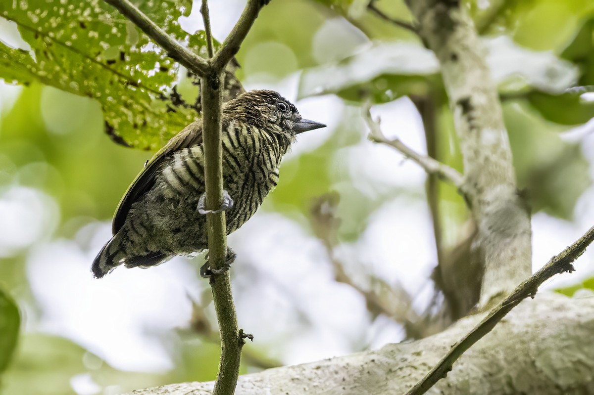 Lafresnaye's Piculet - ML633279305