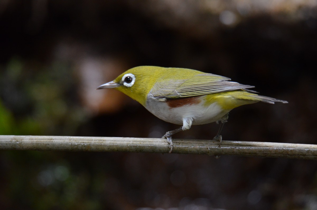 Chestnut-flanked White-eye - ML633279311