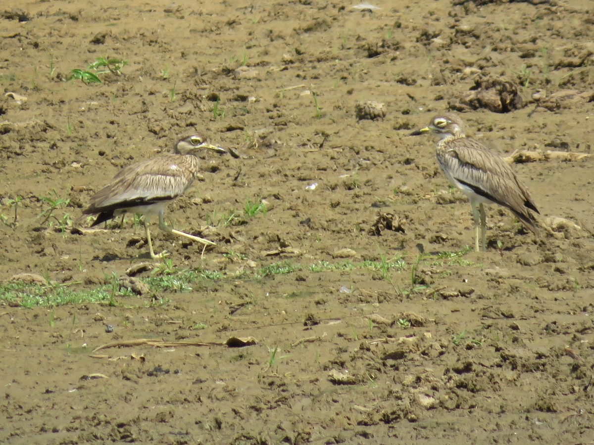 Senegal Thick-knee - ML633279323