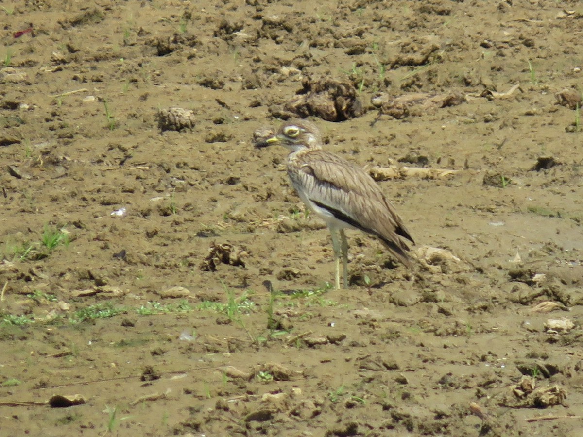 Senegal Thick-knee - ML633279324