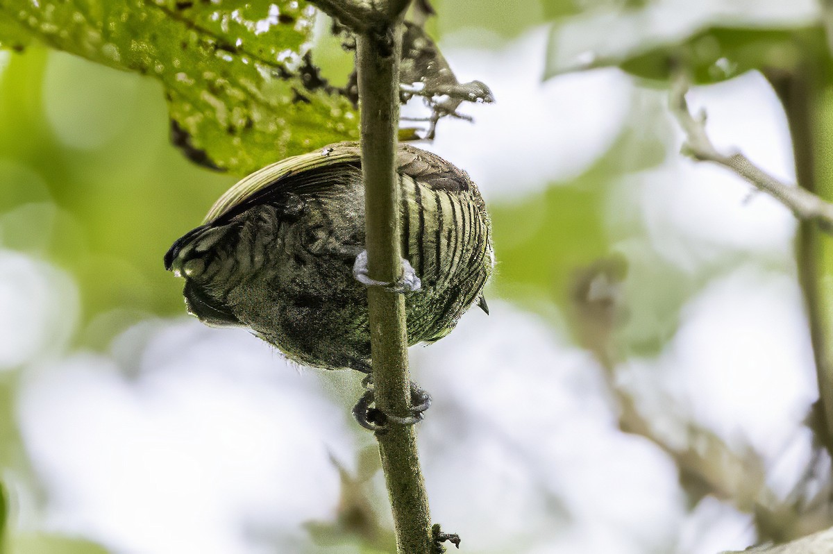 Lafresnaye's Piculet - ML633279334