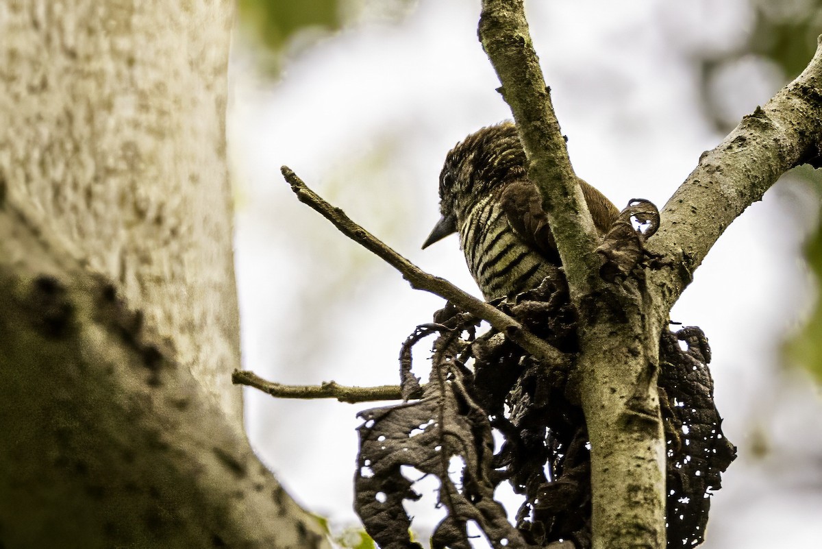 Lafresnaye's Piculet - ML633279343