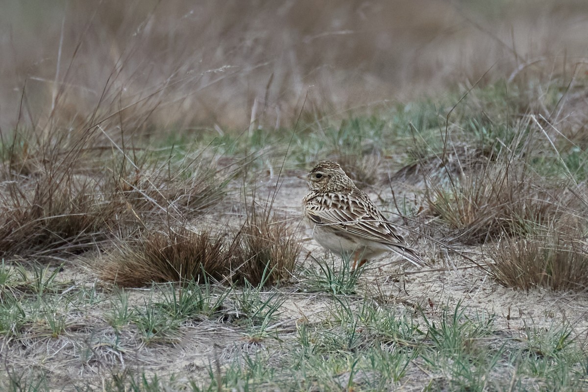 Eurasian Skylark - ML633279480