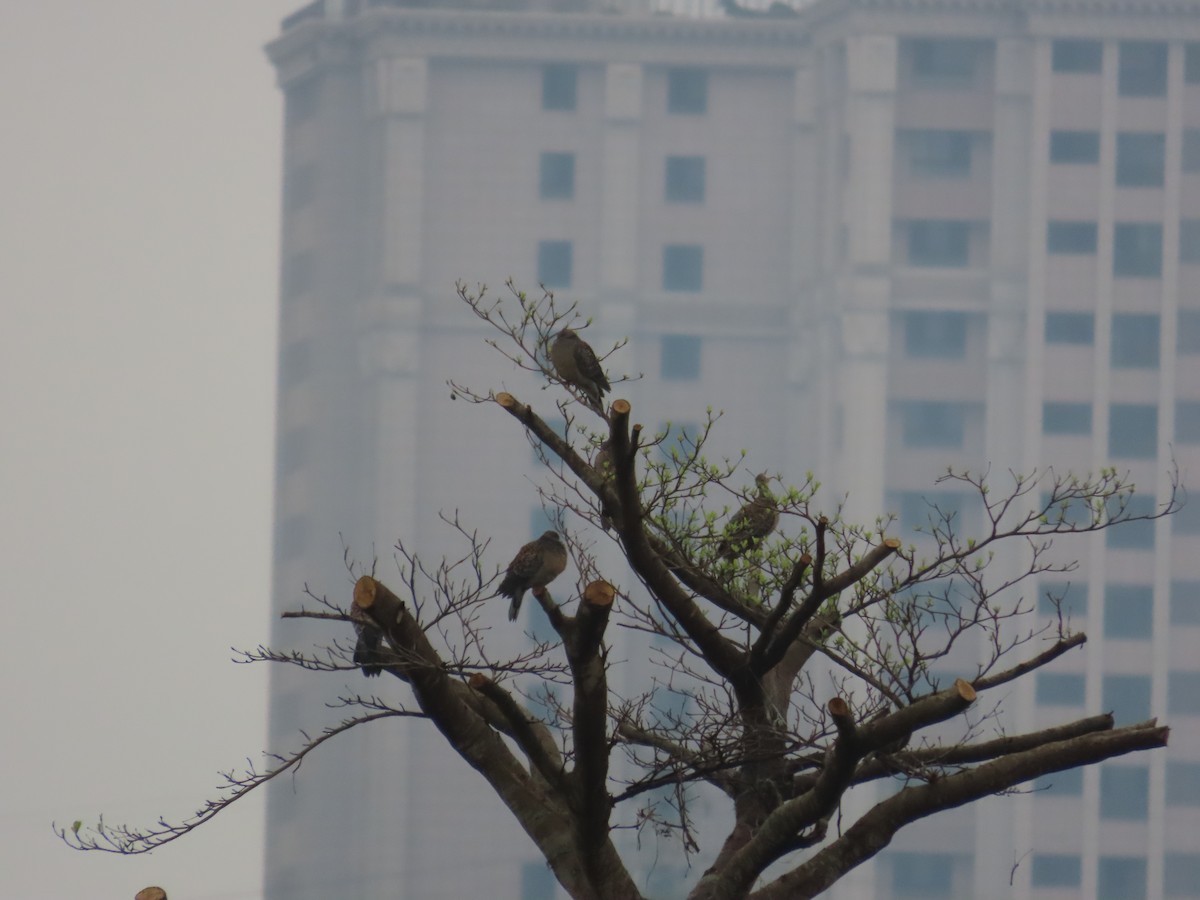 Oriental Turtle-Dove - 韋勳 陳