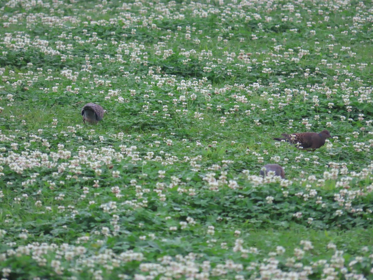 Oriental Turtle-Dove - 韋勳 陳