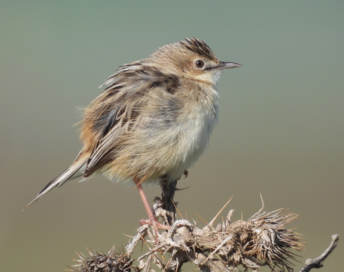 Zitting Cisticola - ML633279570