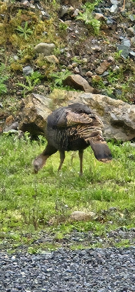 火雞 - ML633279596