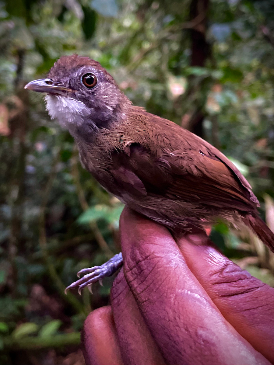 White-throated Greenbul - ML633279704