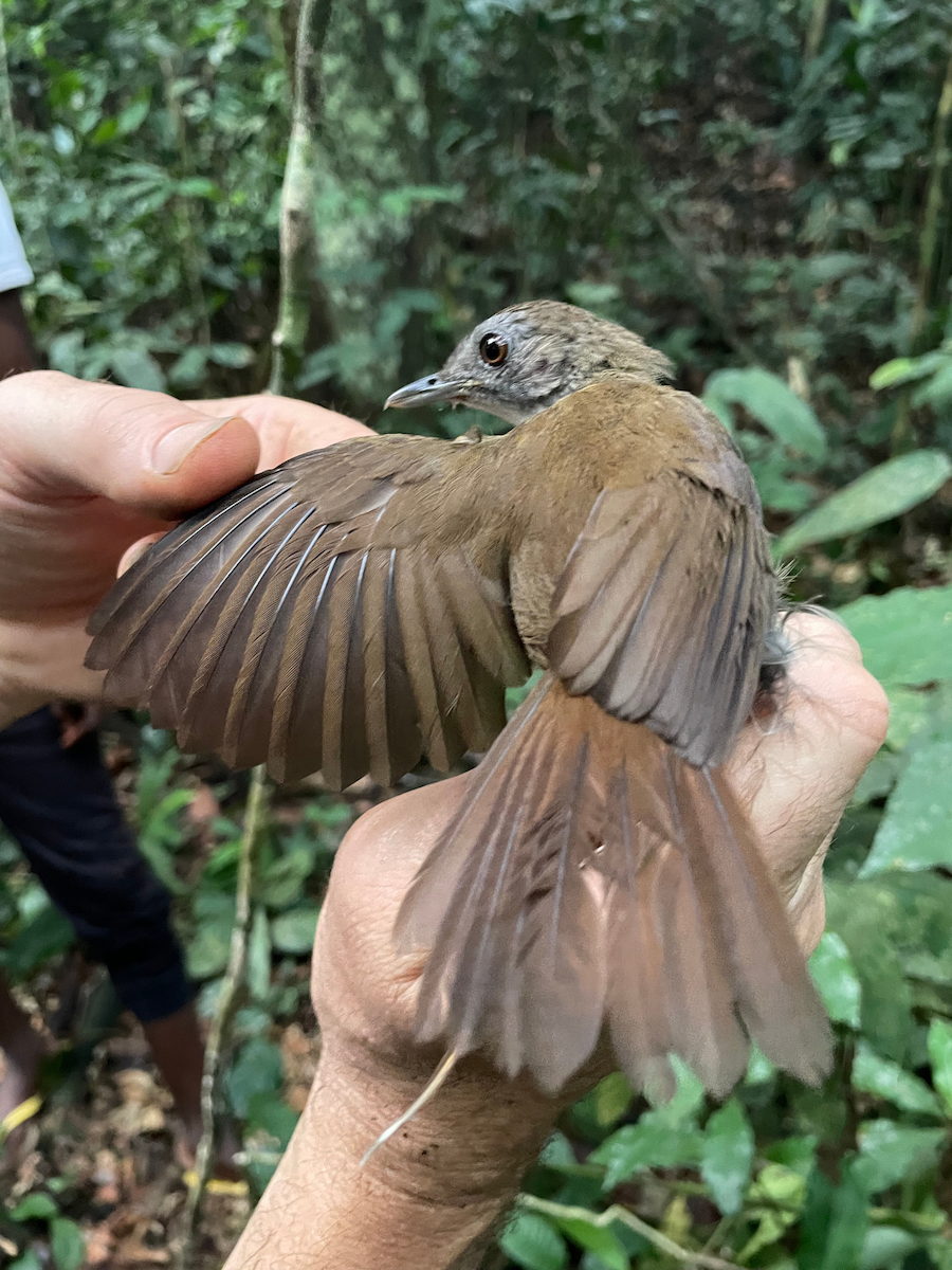 White-throated Greenbul - ML633279705