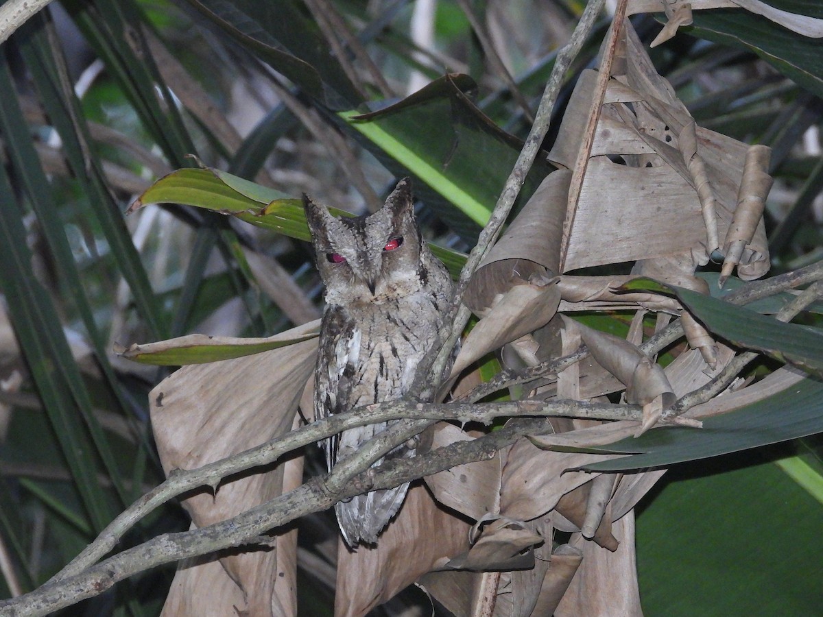 Indian Scops-Owl - ML633279764