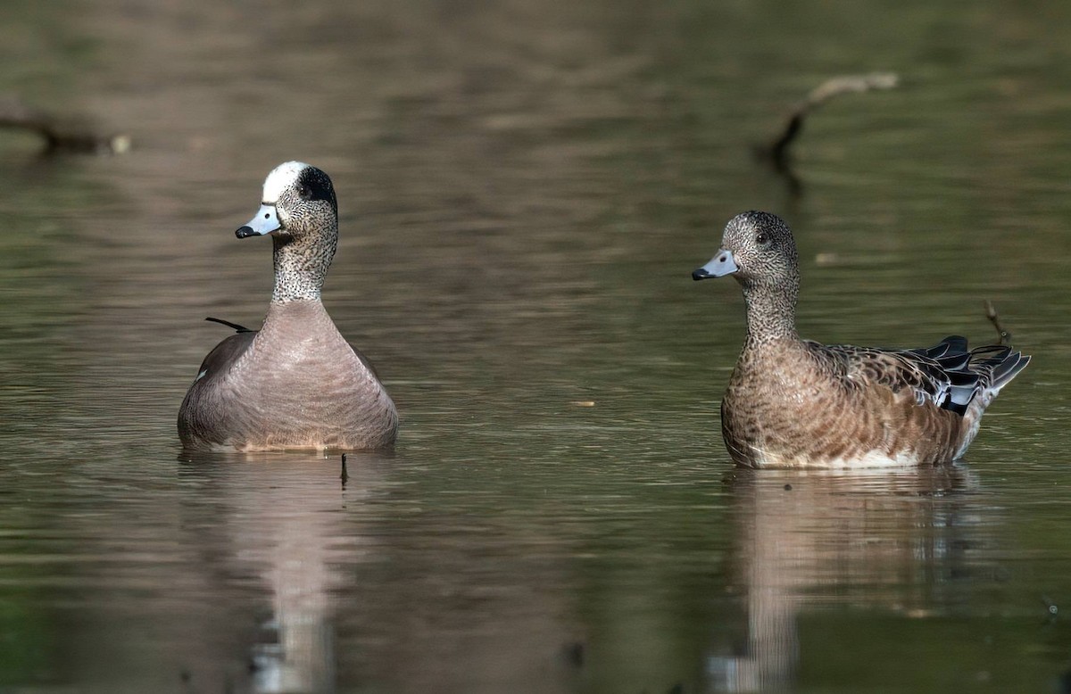 American Wigeon - ML633279784