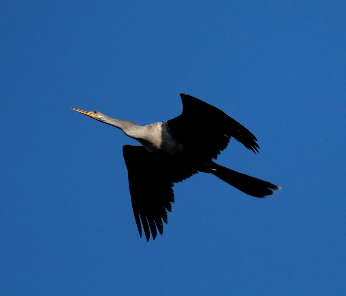 Anhinga - ML633279811