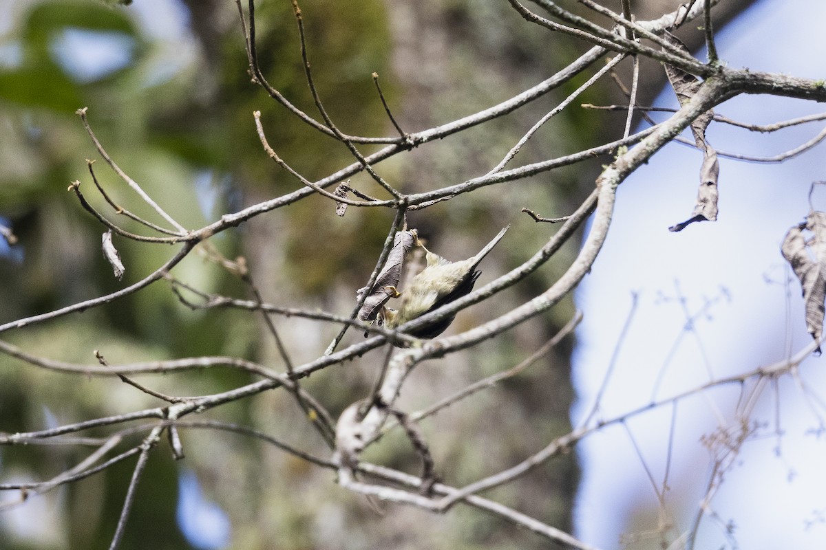 Double-banded Graytail - ML633279812