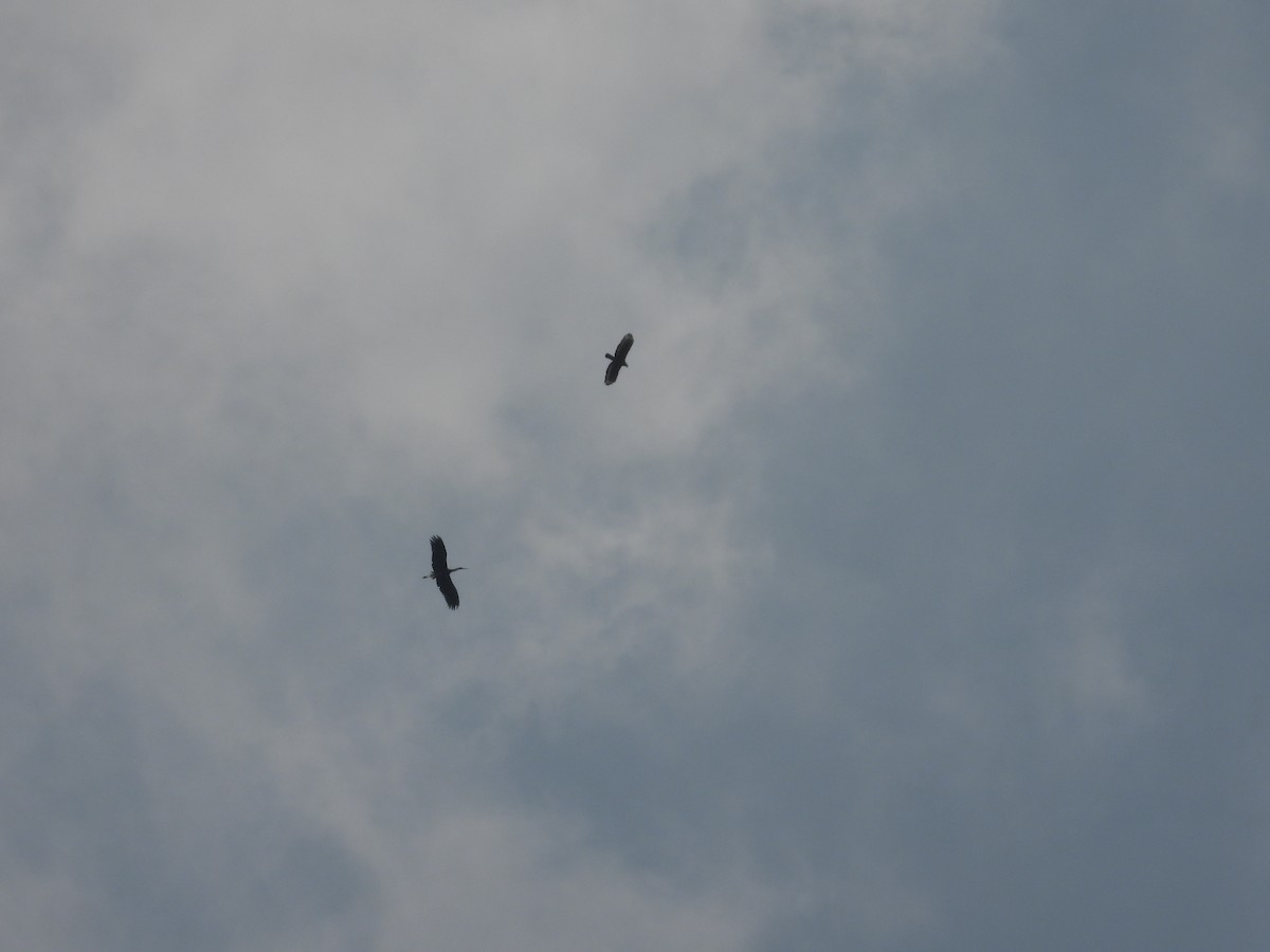 Crested Serpent-Eagle - ML633279838