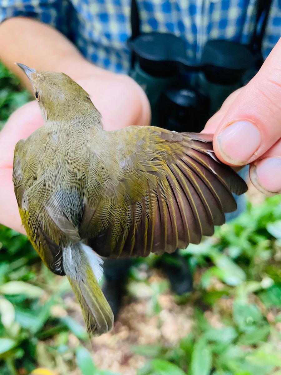 Gray Longbill - ML633279844