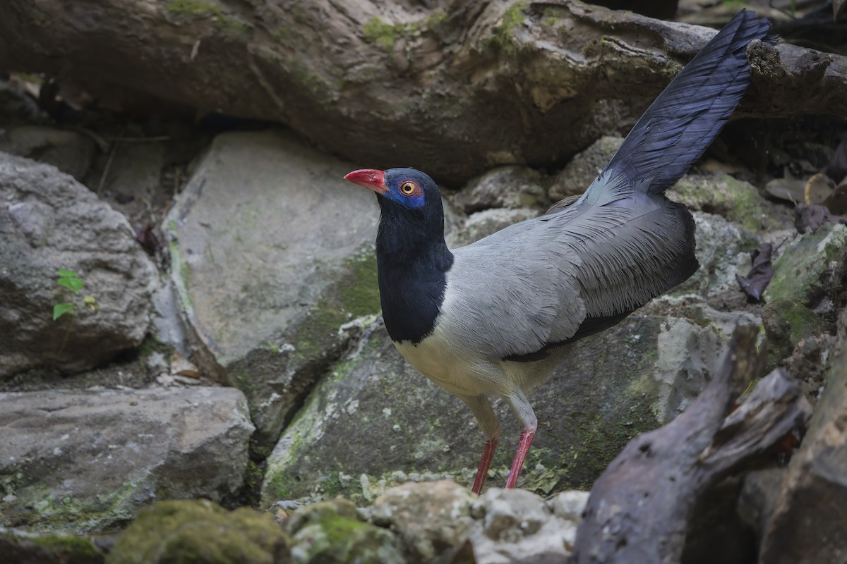 Coral-billed Ground-Cuckoo - ML633279858