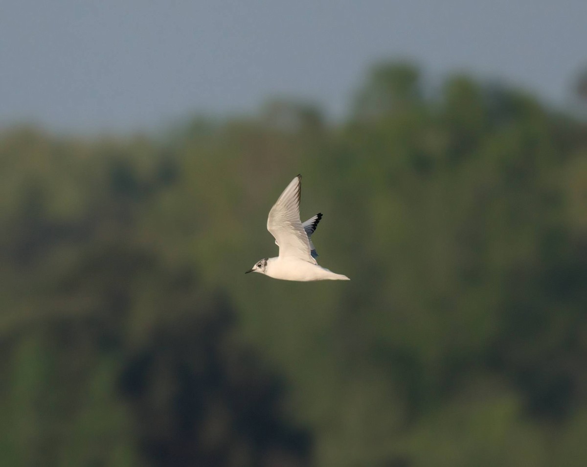 Bonaparte's Gull - ML633279864