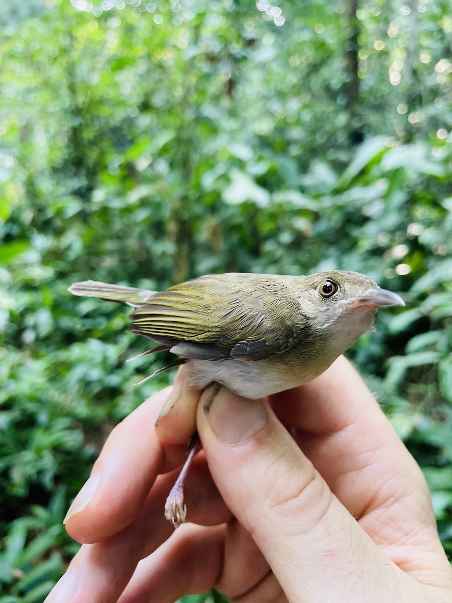 Gray Longbill - ML633279894