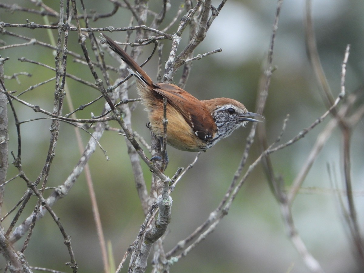 Rusty-backed Antwren - ML633279911