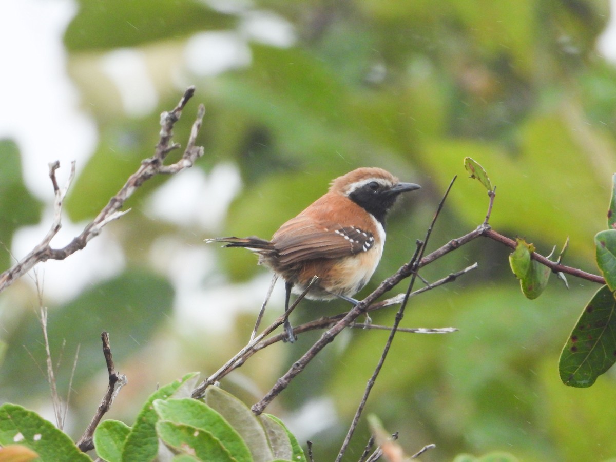 Rusty-backed Antwren - ML633279912