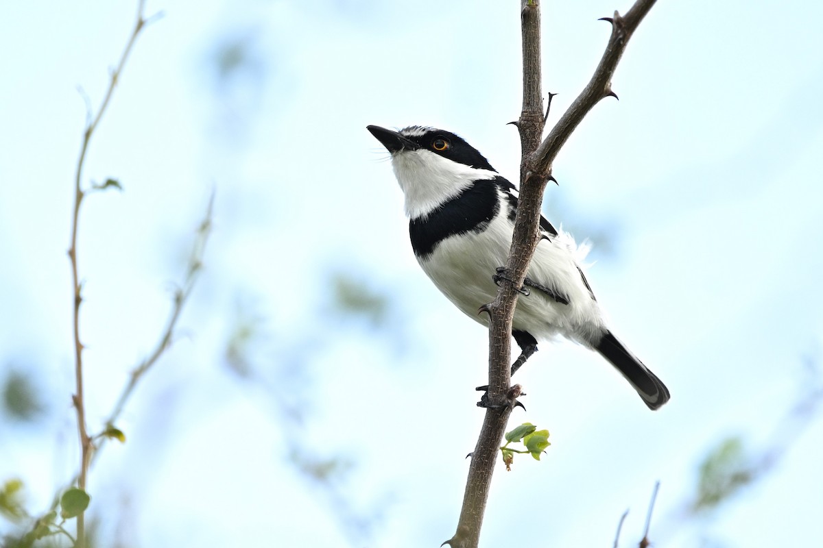 Pygmy Batis - ML633279931