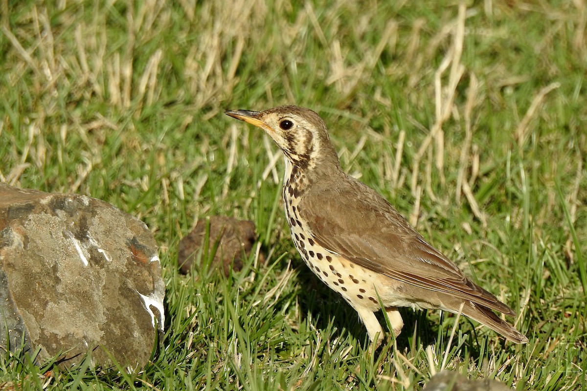 Ethiopian Thrush - ML633279993