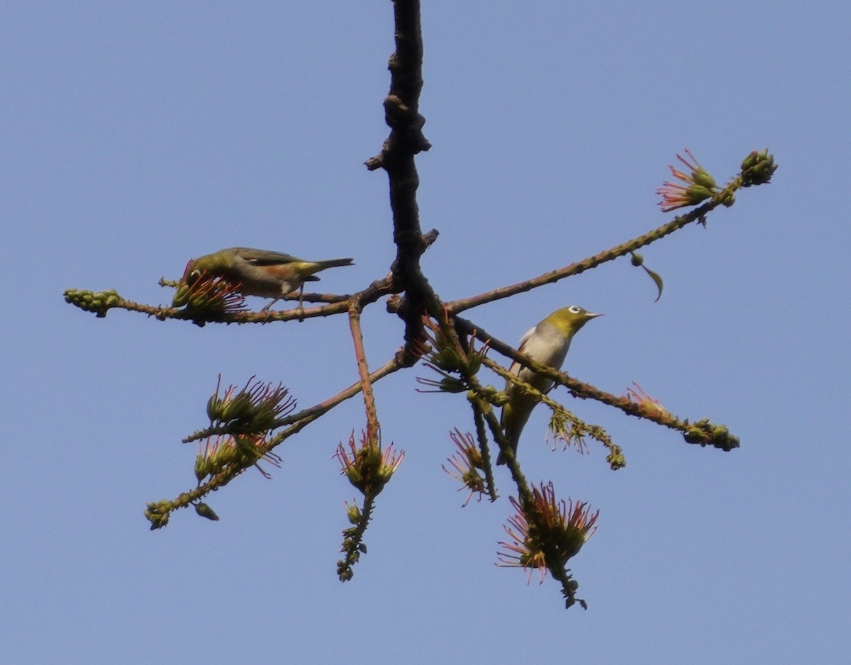 Chestnut-flanked White-eye - ML633279995