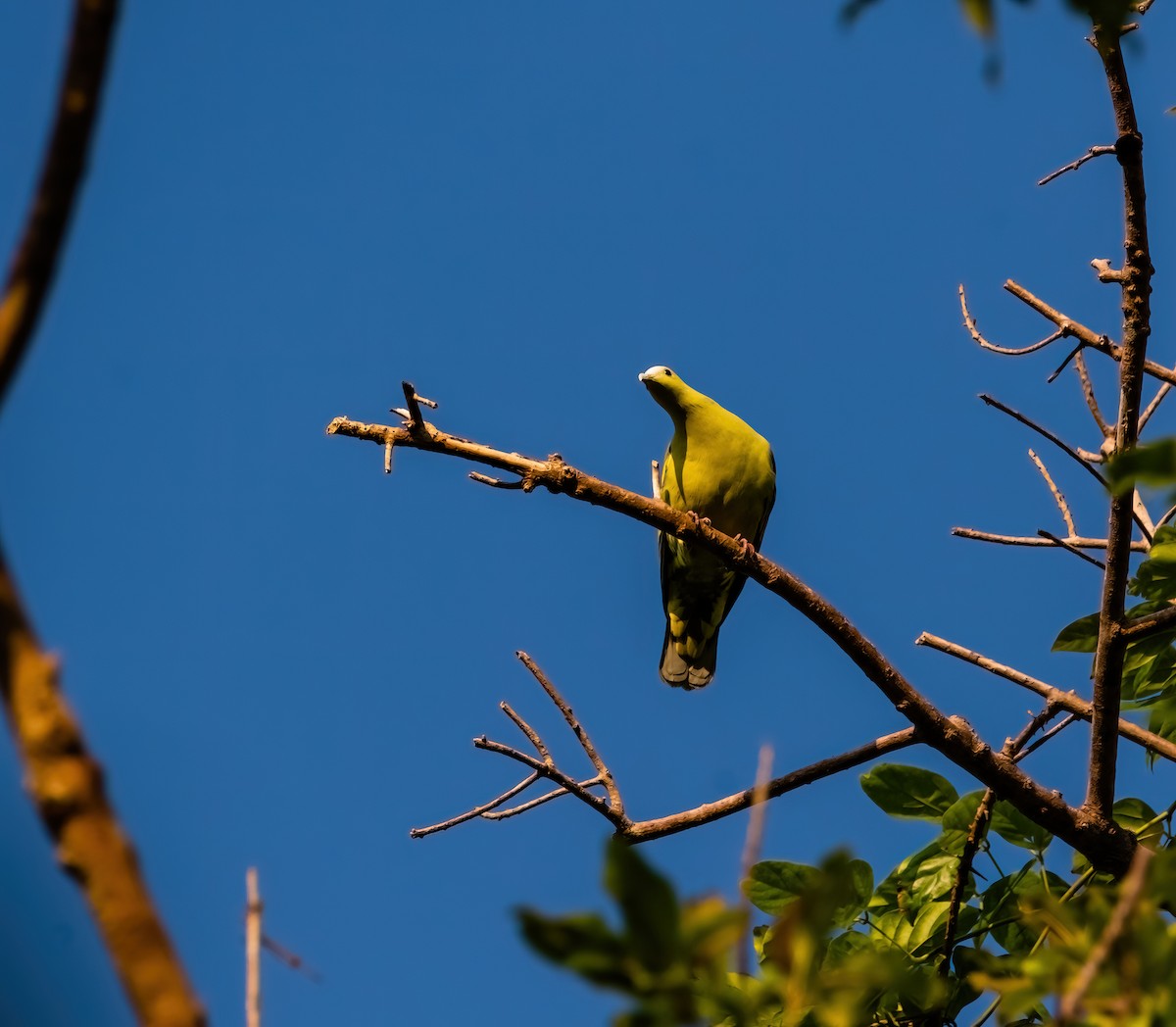 Andaman Green-Pigeon - ML633280268