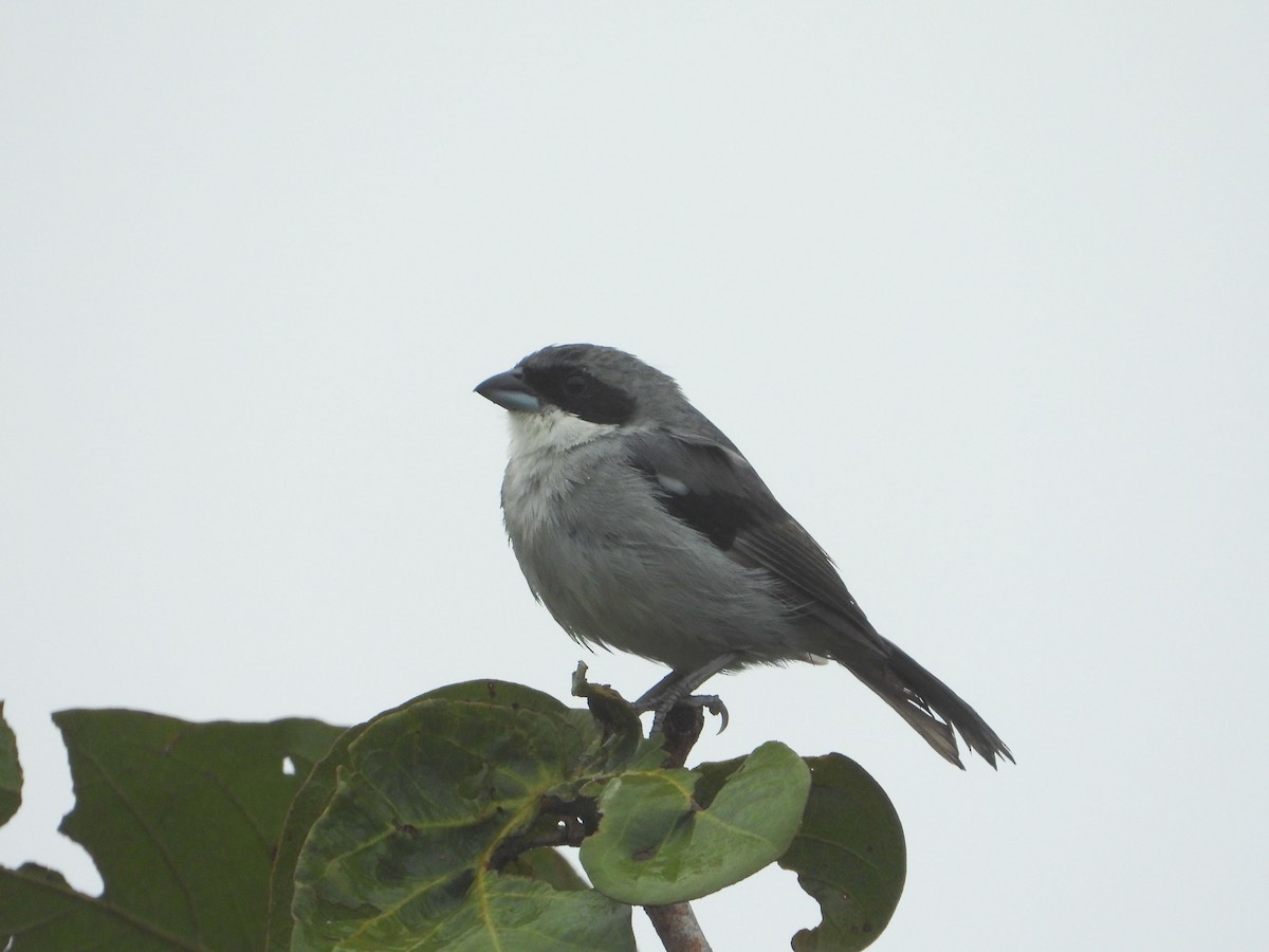 White-banded Tanager - ML633280289