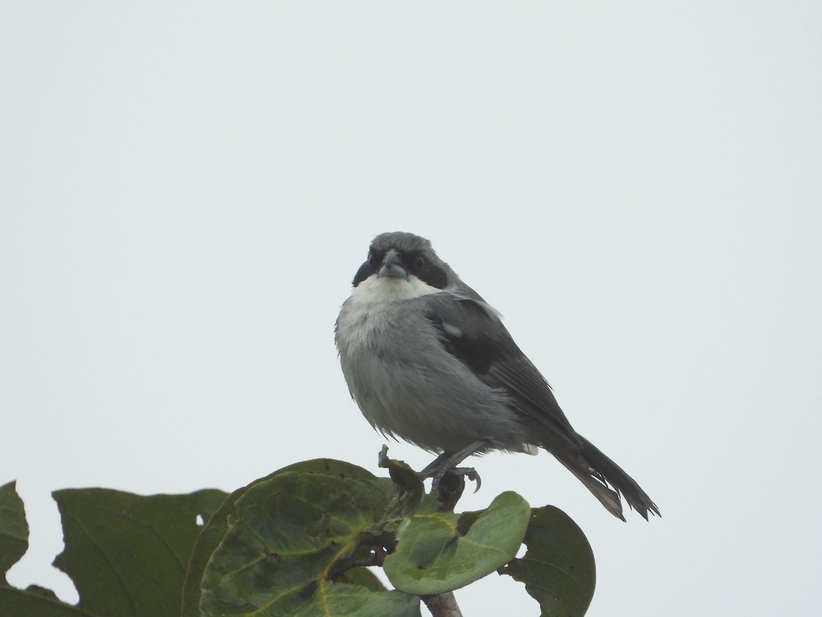 White-banded Tanager - ML633280290