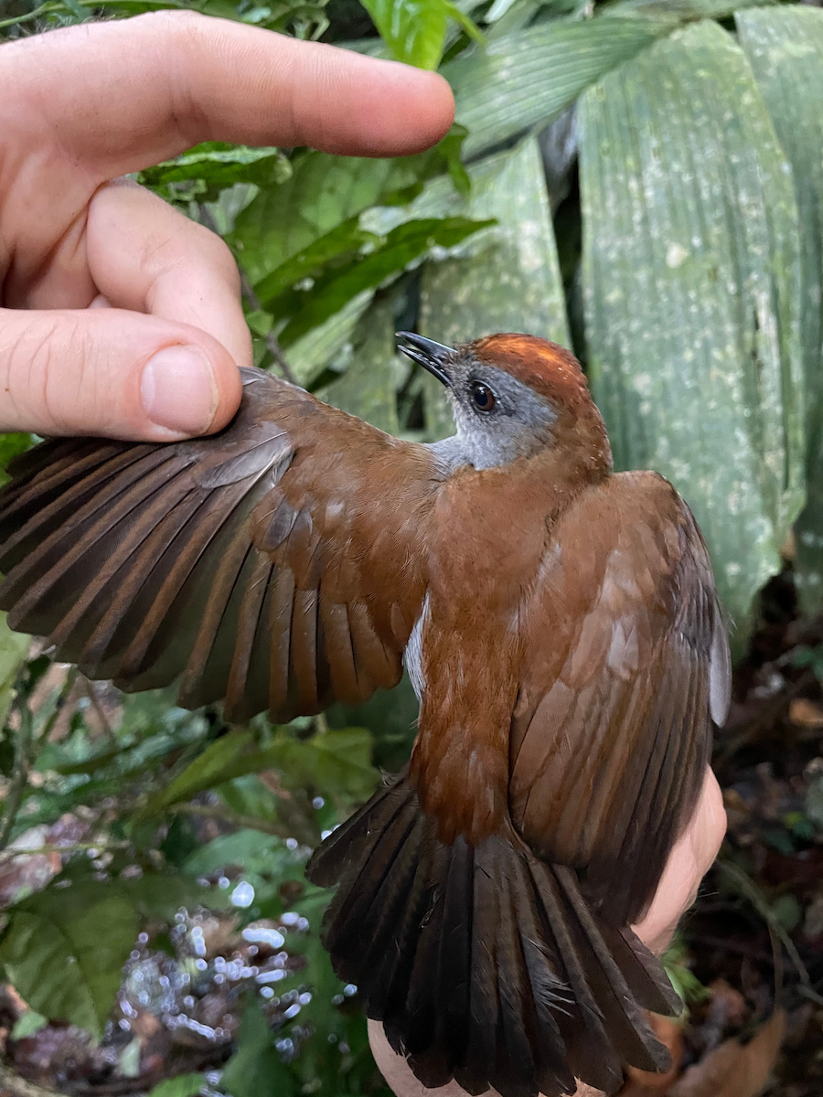 Fire-crested Alethe - ML633280321