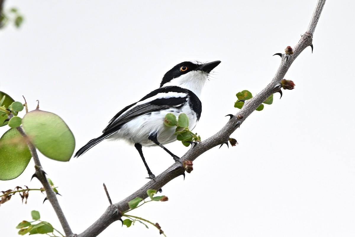 Pygmy Batis - ML633280440